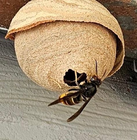Asiat. Hornisse am Nest